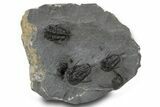 Spiny Devil-Horned Cyphaspis Trilobite Cluster - Mrakib, Morocco #381606-1